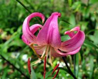 Big pink turkscap flowers